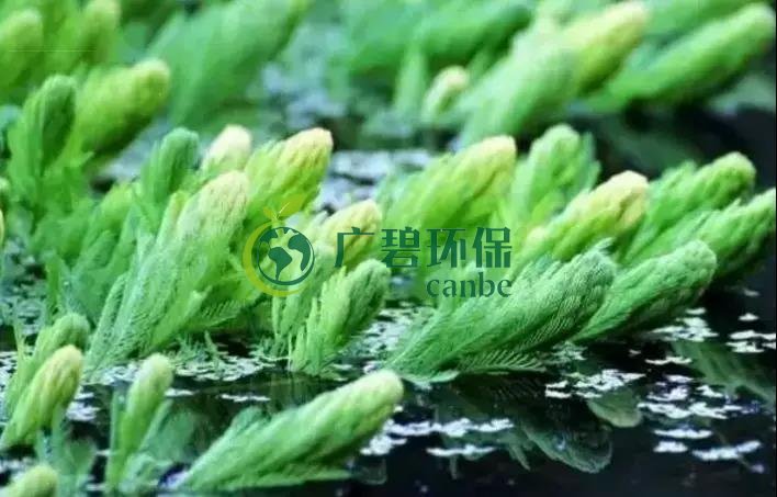河道治理:水生植物的選擇與種植(圖4) 河道治理:水生植物的選擇與種植(圖4)